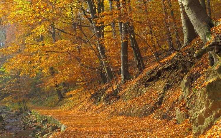 деревья, лес, листва, осень, тропинка, тропа, опадают, осен,  листья, leaves, trees, forest, foliage, autumn, path, trail, fall