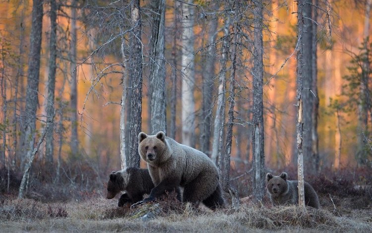 лес, семья, медведи, дикая природа, forest, family, bears, wildlife