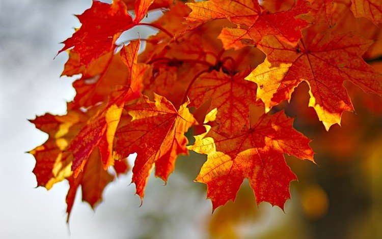 листья, краски, осень, клен, leaves, paint, autumn, maple