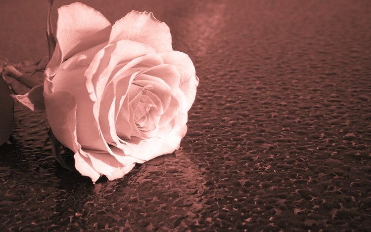 макро, фон, роза, macro, background, rose
