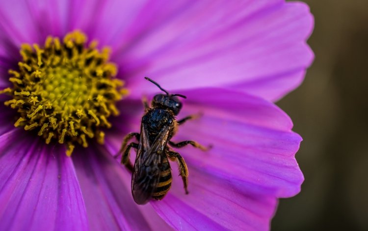 макро, насекомое, цветок, пчела, оса, цветком, wasp, macro, insect, flower, bee, osa