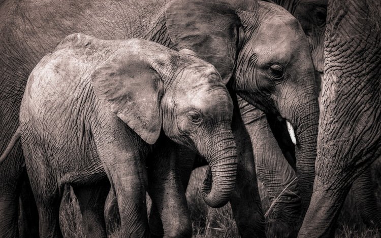 природа, слон, африка, слоны, хобот, слоненок, nature, elephant, africa, elephants, trunk