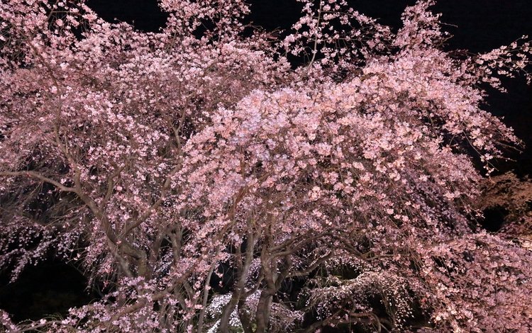 природа, дерево, цветение, ветки, весна, сакура, nature, tree, flowering, branches, spring, sakura
