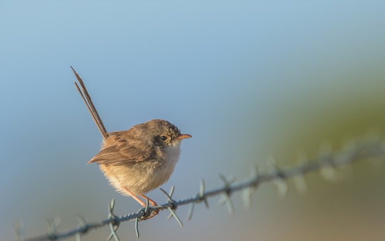 природа, фон, птица, воробей, колючая проволока, nature, background, bird, sparrow, barbed wire