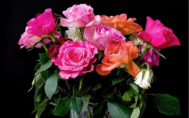 розы, букет, розовые, красивые, роз, roses, bouquet, pink, beautiful