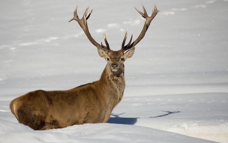 снег, олень, зима, рога, сугробы, snow, deer, winter, horns, the snow