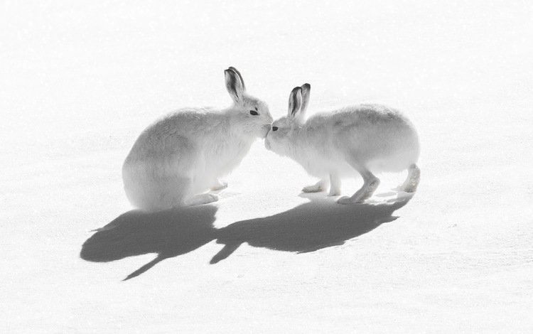 снег, природа, тень, зайцы, воздушны поцелуй, горный заяц, snow, nature, shadow, rabbits, kiss, mountain hare