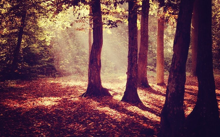 деревья, лес, листья, осень, деревь, осен, солнечный свет,  листья, sunray, trees, forest, leaves, autumn, sunlight