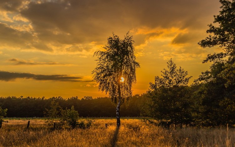 небо, вечер, солнце, дерево, поле, the sky, the evening, the sun, tree, field