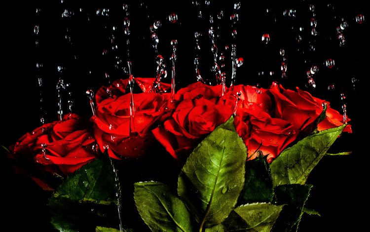 вода, капли, розы, красные, букет, краcный, роз, water, drops, roses, red, bouquet