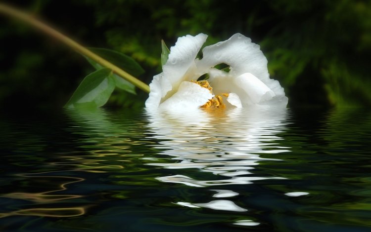 вода, отражение, цветок, лепестки, белый, пион, water, reflection, flower, petals, white, peony