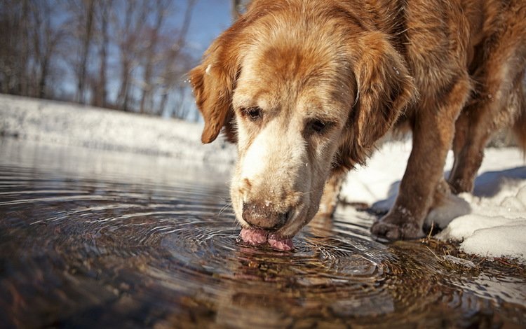 вода, собака, друг, water, dog, each