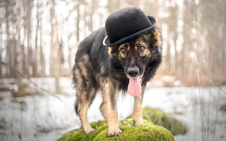 взгляд, собака, друг, шляпа, овчарка, look, dog, each, hat, shepherd