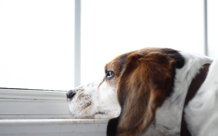 взгляд, собака, окно, друг, бигль, look, dog, window, each, beagle