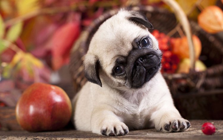 собака, щенок, яблоко, мопс, dog, puppy, apple, pug