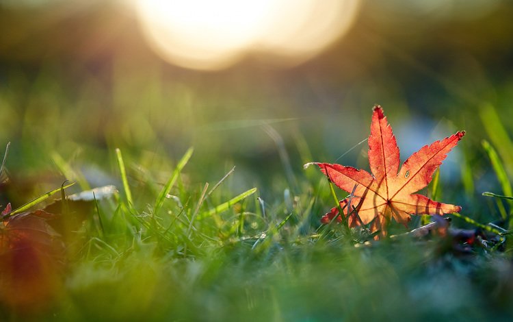 трава, макро, осень, лист, mirai.takahashi, grass, macro, autumn, sheet