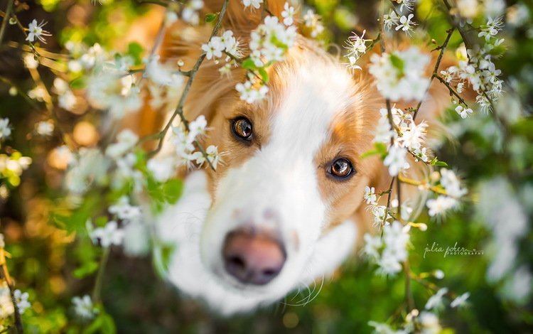глаза, цветение, взгляд, собака, весна, друг, бордер-колли, julia poker, eyes, flowering, look, dog, spring, each, the border collie