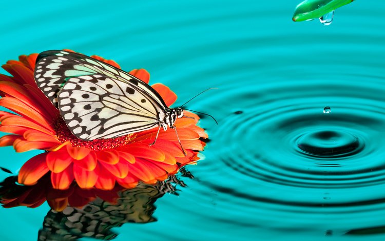 вода, природа, насекомое, цветок, капля, бабочка, water, nature, insect, flower, drop, butterfly