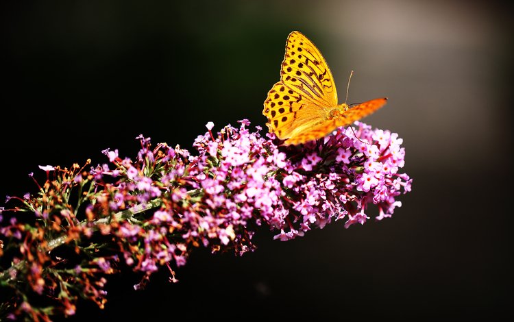цветы, насекомое, цветок, бабочка, крылья, flowers, insect, flower, butterfly, wings