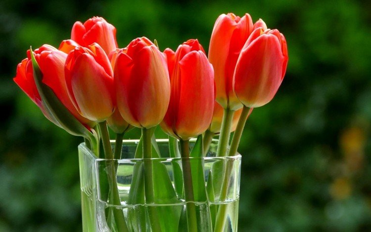 букет, тюльпаны, ваза, боке, bouquet, tulips, vase, bokeh