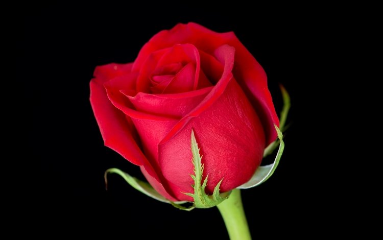 цветок, роза, лепестки, красная, бутон, черный фон, красная роза, flower, rose, petals, red, bud, black background, red rose