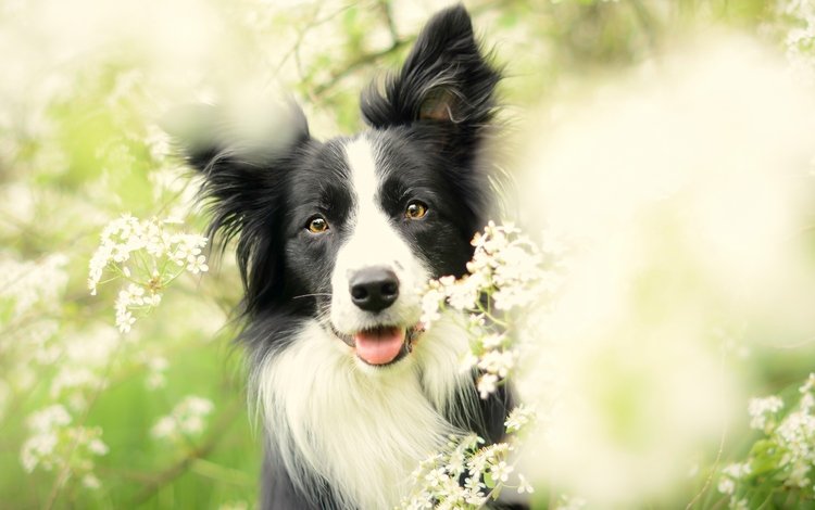 цветы, цветение, собака, весна, бордер-колли, flowers, flowering, dog, spring, the border collie