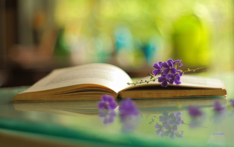 цветы, отражение, книга, боке, flowers, reflection, book, bokeh