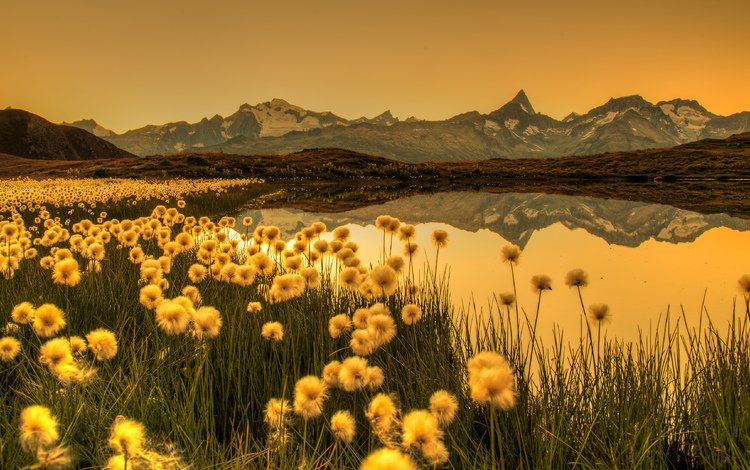 цветы, трава, озеро, горы, природа, отражение, пейзаж, flowers, grass, lake, mountains, nature, reflection, landscape