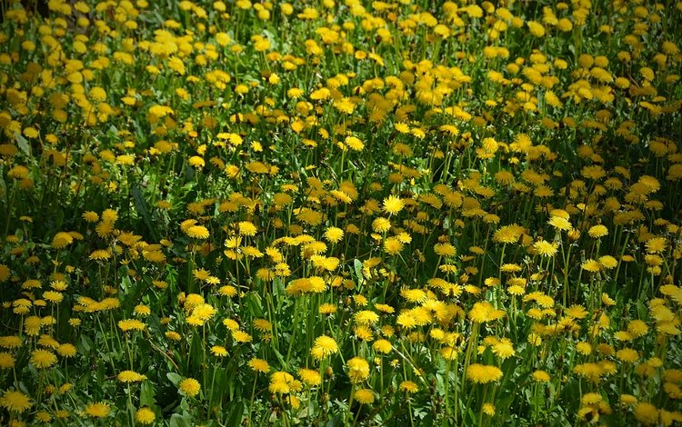 цветы, поле, одуванчики, жёлтая, желтые,  цветы, flowers, field, dandelions, yellow