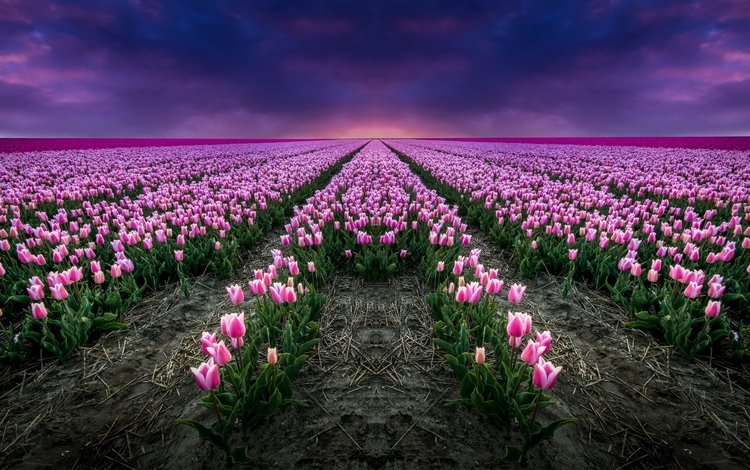 цветы, поле, тюльпаны, розовые, flowers, field, tulips, pink