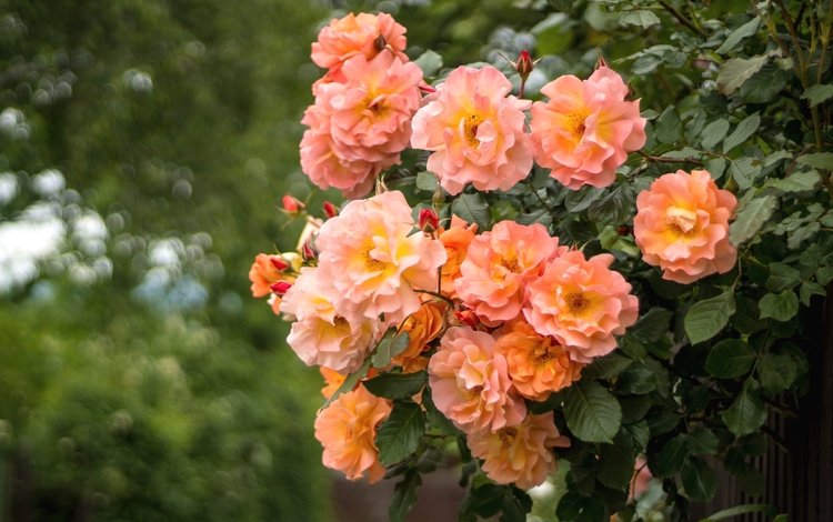 цветы, розы, куст, персиковый, flowers, roses, bush, peach