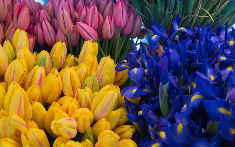 цветы, тюльпаны, ирисы, flowers, tulips, irises