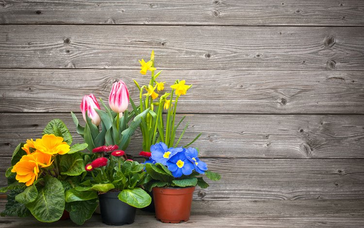 цветы, горшки, тюльпаны, нарциссы, примула, маргаритки, примулы, flowers, pots, tulips, daffodils, primula, daisy, primrose