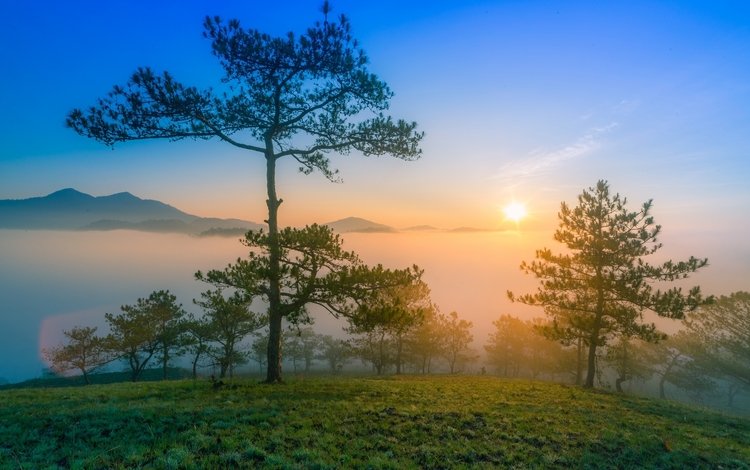 деревья, горы, солнце, утро, туман, рассвет, сосны, trees, mountains, the sun, morning, fog, dawn, pine