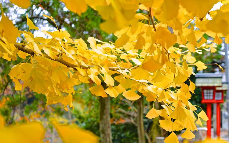 дерево, листья, макро, осень, jike furusato-mura, tree, leaves, macro, autumn