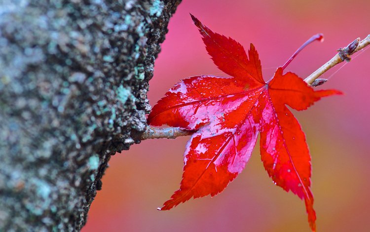 дерево, макро, осень, лист, tree, macro, autumn, sheet