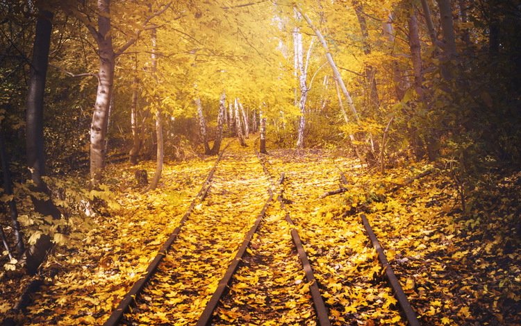 дорога, железная дорога, рельсы, листья, березы, осень, road, railroad, rails, leaves, birch, autumn