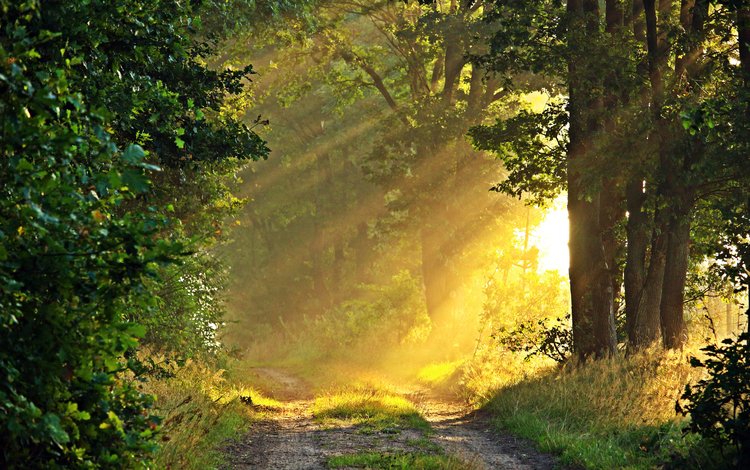 дорога, природа, лес, солнечные лучи, road, nature, forest, the sun's rays