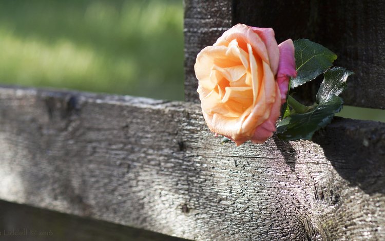 доска, роза, забор, board, rose, the fence