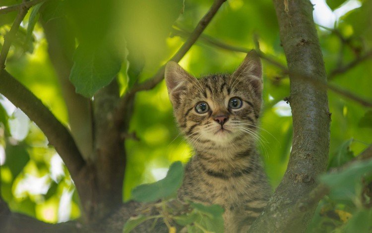 кот, усы, кошка, котенок, на дереве, cat, mustache, kitty, on the tree