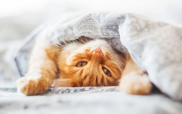 глаза, кот, кошка, взгляд, одеяло, рыжий, постель, рыжый, eyes, cat, look, blanket, red, bed, ryzhyi