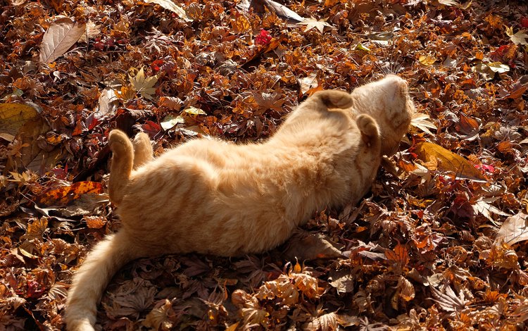 листья, кот, кошка, осень, лежит, рыжий, лапки, leaves, cat, autumn, lies, red, legs