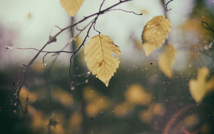 листья, макро, ветки, капли, осень, дождь, leaves, macro, branches, drops, autumn, rain