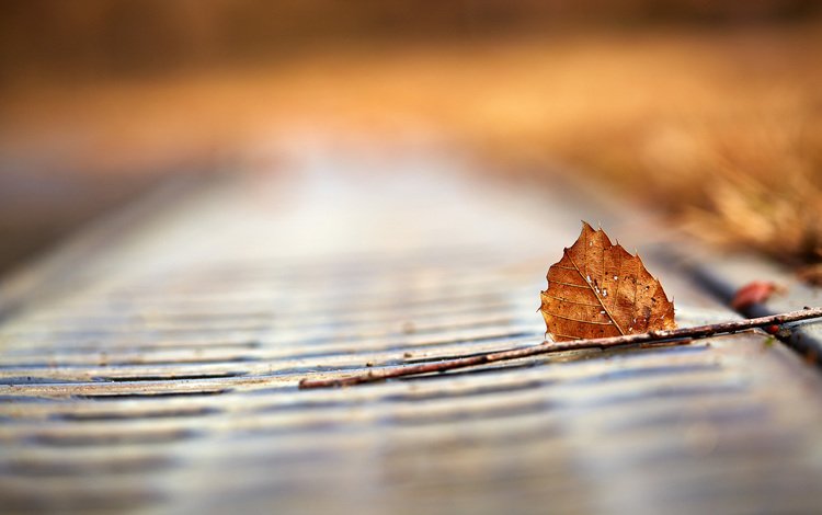 макро, осень, лист, mirai.takahashi, macro, autumn, sheet