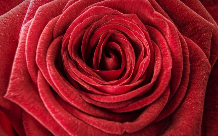 макро, цветок, роза, лепестки, бутон, крупным планом, бархатная, macro, flower, rose, petals, bud, closeup, velvet