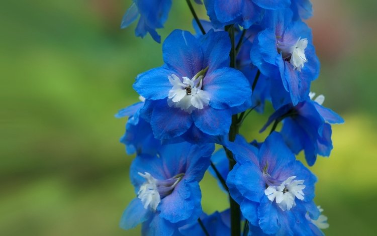 макро, синий, цветок, дельфиниум, macro, blue, flower, delphinium