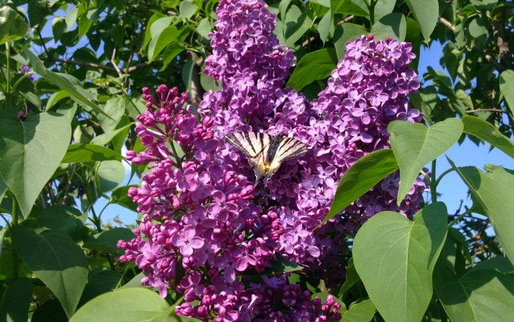 насекомое, бабочка, крылья, весна, сирень, insect, butterfly, wings, spring, lilac