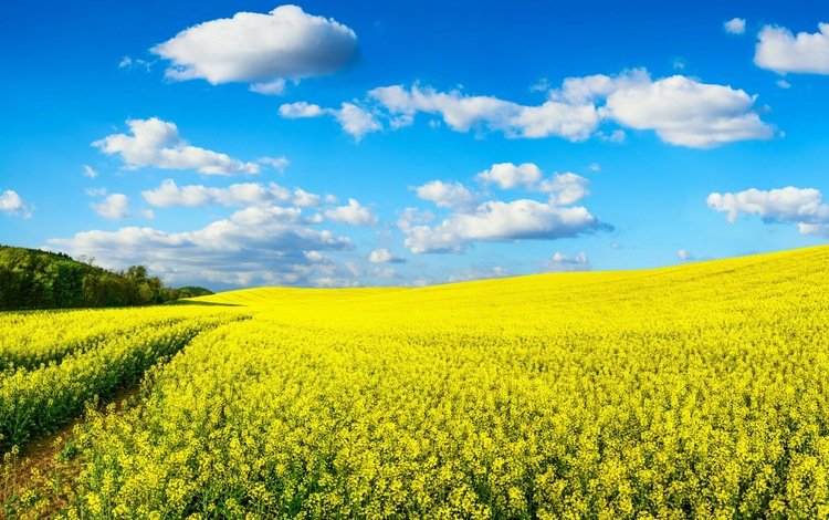 небо, цветы, природа, поле, рапс, желтые.облака, the sky, flowers, nature, field, rape, yellow.clouds