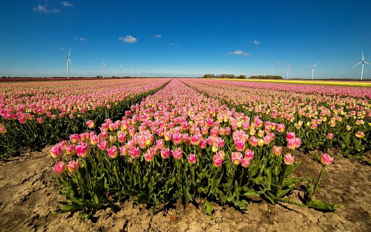 небо, цветы, солнце, поле, тюльпаны, ветряки, the sky, flowers, the sun, field, tulips, windmills