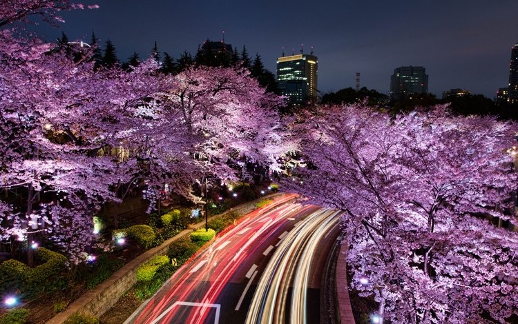 ночь, токио, огни, шоссе, цветение, цветущая сакура, город, япония, небоскребы, весна, сакура, night, tokyo, lights, highway, flowering, cherry blossoms, the city, japan, skyscrapers, spring, sakura